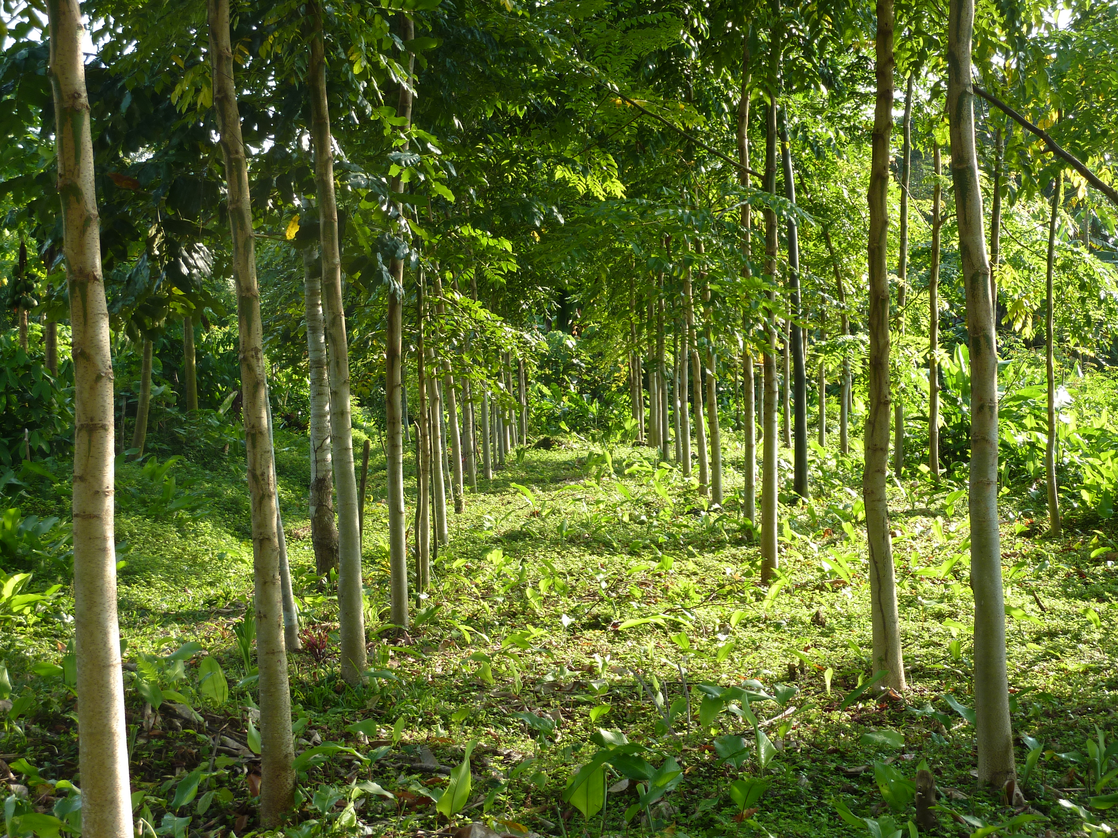 Headerbild%20Camino%20verde ifolor pflanzt 6000 Bäume zum internationalen Earth Day